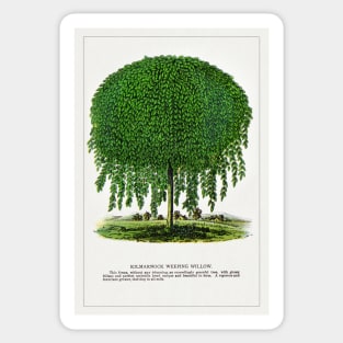 Kilmarnock Weeping Willow Tree lithograph (1900) Sticker